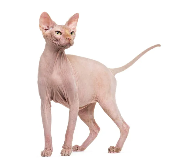 Sphynx, 4 år gammal, mot vit bakgrund — Stockfoto