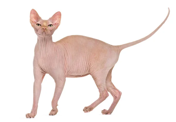 Sphynx, 4 years old, against white background — Stock Photo, Image
