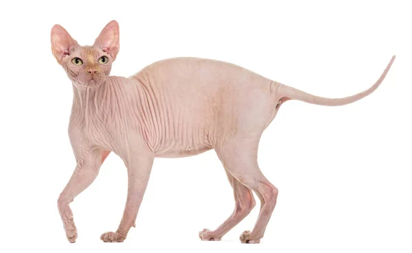 Sphynx, 4 år gammal, mot vit bakgrund — Stockfoto