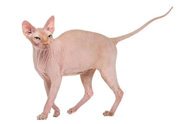 Sphynx, 4 jaar oud, tegen de witte achtergrond — Stockfoto