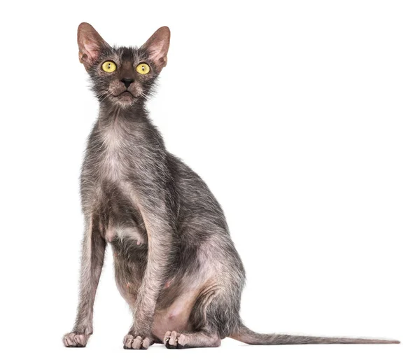 Chat lykoi, aussi appelé chat loup-garou sur fond blanc — Photo