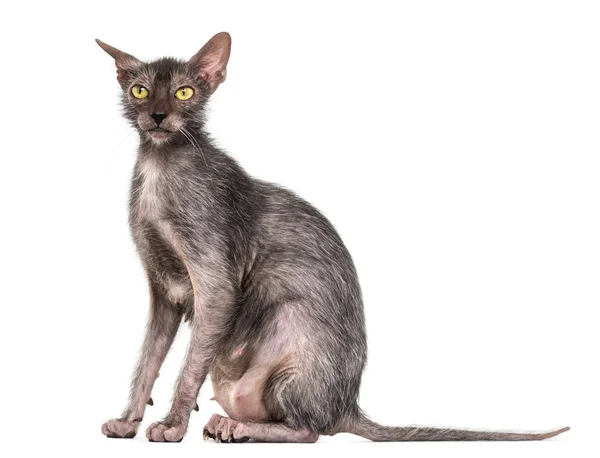 Gato Lykoi, também chamado de gato Lobisomem contra fundo branco — Fotografia de Stock