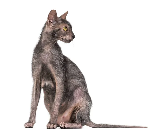 Lykoi kat, ook wel genoemd de weerwolf kat tegen de witte achtergrond — Stockfoto