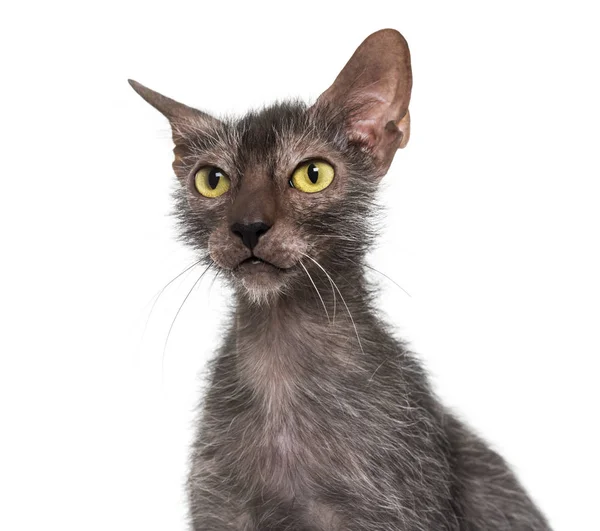 白い背景に対して狼猫とも呼ばれます Lykoi 猫 — ストック写真