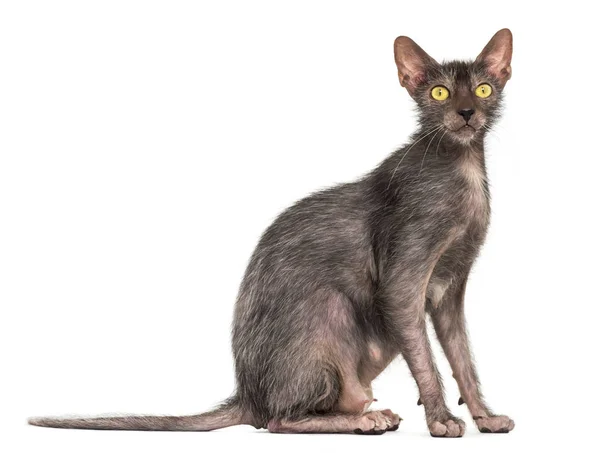 Lykoi cat, also called the Werewolf cat against white background — Stock Photo, Image
