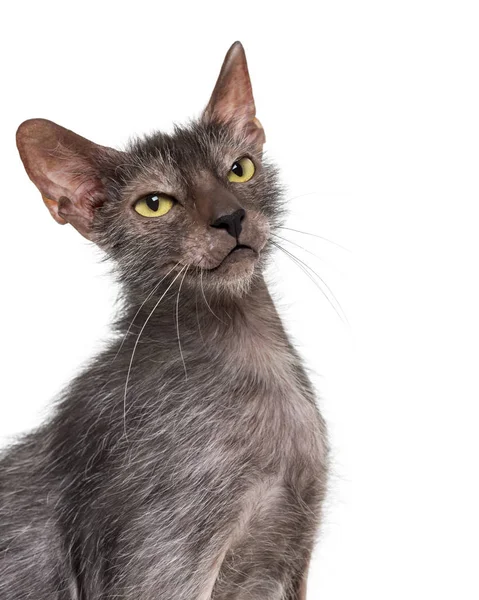 Gato Lykoi, também chamado de gato Lobisomem contra fundo branco — Fotografia de Stock