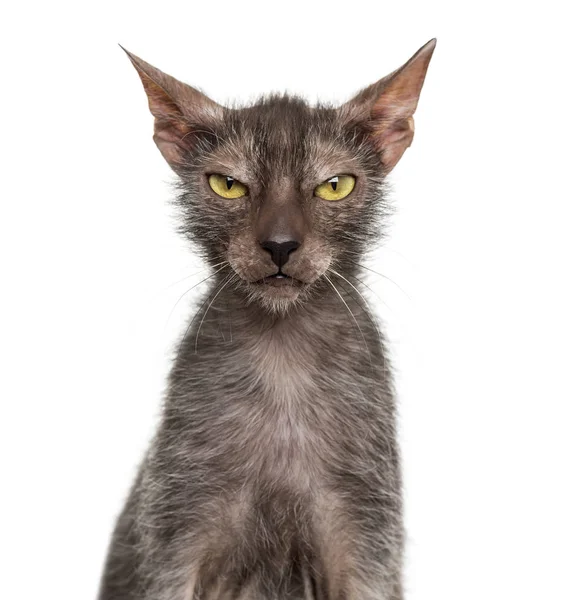 Lykoi 고양이, 흰색 배경에 대해 늑대 인간 고양이 라고도 — 스톡 사진