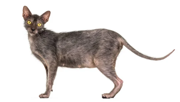 Lykoi cat, auch Werwolfkatze vor weißem Hintergrund genannt — Stockfoto