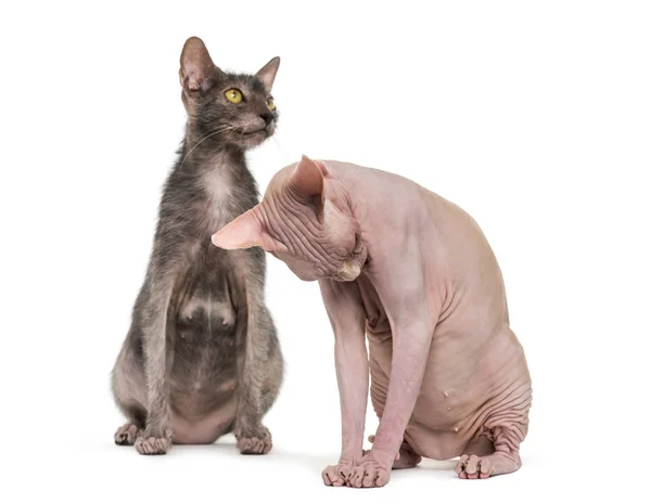 Lykoi 猫、狼猫とグルーミングのスフィンクスの毛とも呼ばれる — ストック写真