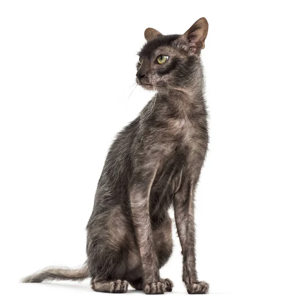 Lykoi gatto, chiamato anche il gatto lupo mannaro contro sfondo bianco — Foto Stock