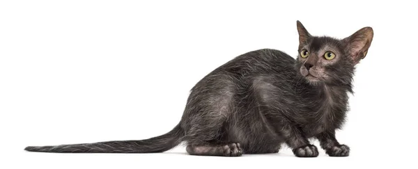 Lykoi cat, also called the Werewolf cat against white background — Stock Photo, Image