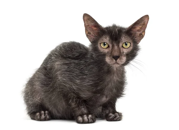 Gato Lykoi, também chamado de gato Lobisomem contra fundo branco — Fotografia de Stock