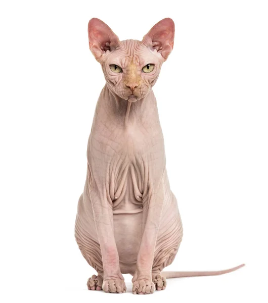 Sphynx haarloze kat, 4 jaar oud, tegen de witte achtergrond — Stockfoto