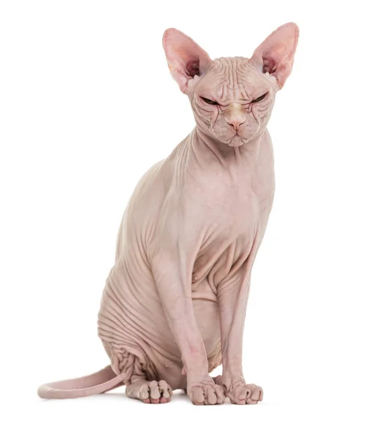 Sphynx hårlös katt, 4 år gammal, mot vit bakgrund — Stockfoto