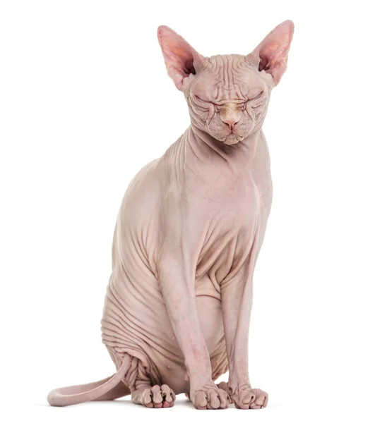 Sphynx Hairless Cat, 4 years old, with eyes closed against white — Stock Photo, Image