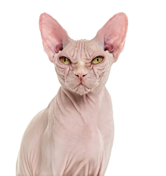 Sphynx haarlose Katze, 4 Jahre alt, vor weißem Hintergrund — Stockfoto
