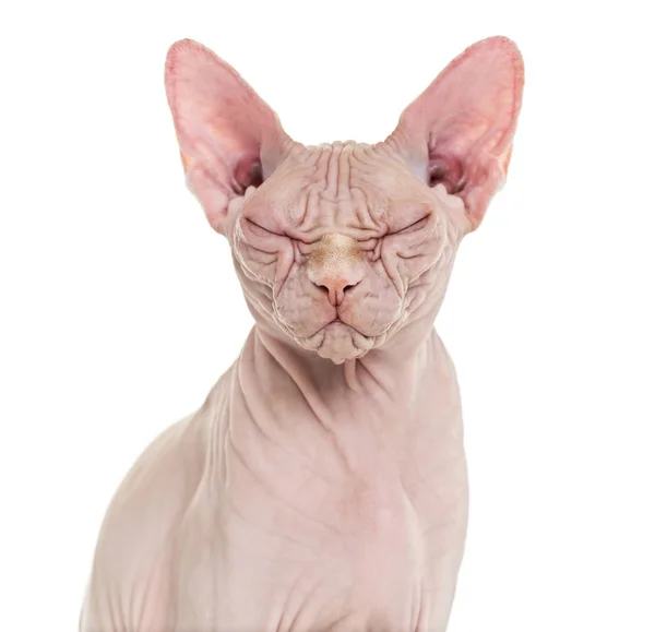 Sphynx haarlose Katze, 4 Jahre alt, mit geschlossenen Augen gegen weiß — Stockfoto