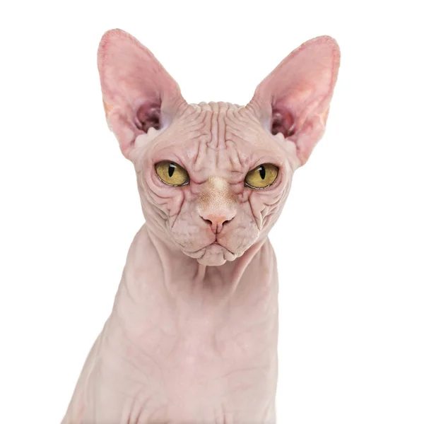 Sphynx Chat sans poils, 4 ans, sur fond blanc — Photo