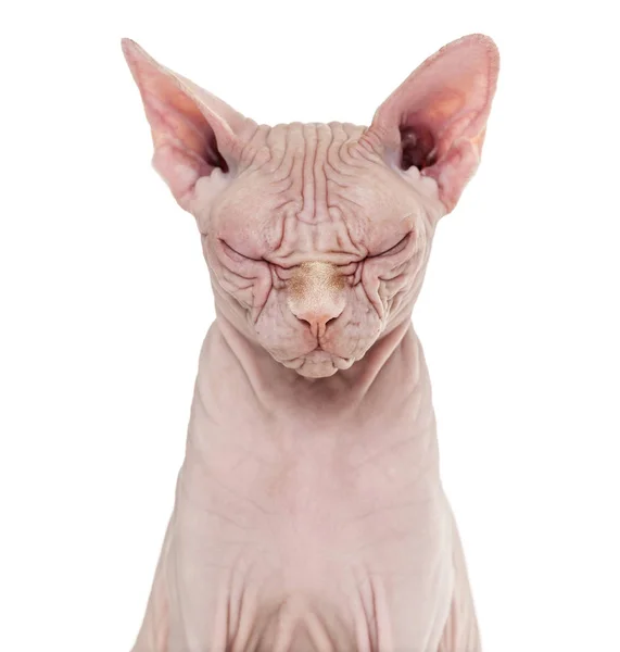 Sphynx Hairless Cat, 4 года, с закрытыми глазами против белого — стоковое фото