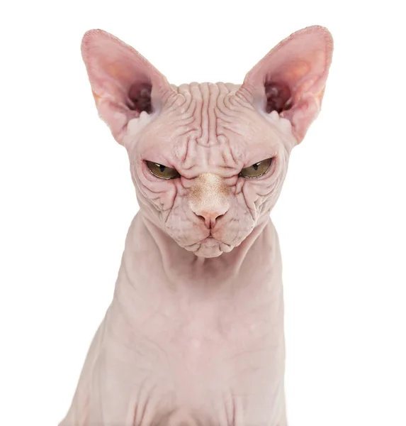 Sphynx hårlös katt, 4 år gammal, mot vit bakgrund — Stockfoto