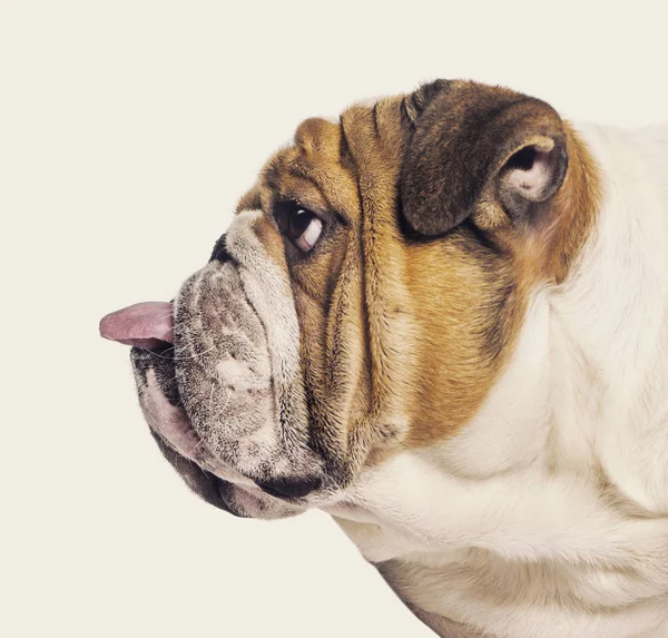 Profiel van een Engelse Bulldog tong uit te steken tegen beige b — Stockfoto
