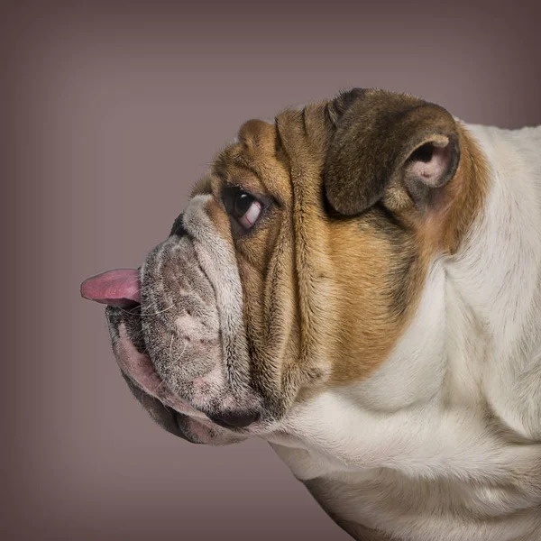 Perfil de un Bulldog inglés pegando la lengua contra el marrón b —  Fotos de Stock