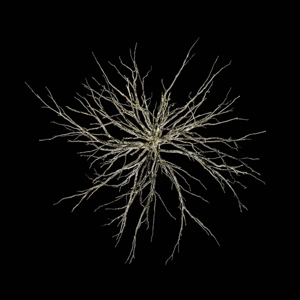 Top view of a dead tree in studio against black background — Stock Photo, Image