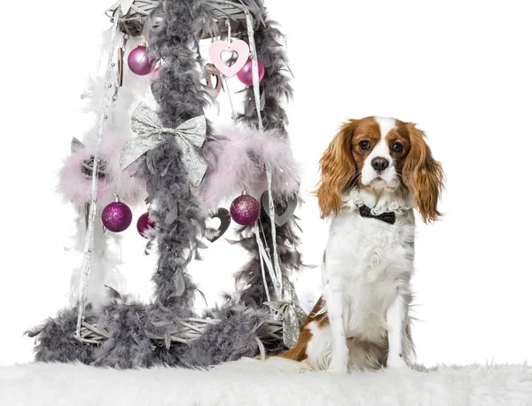 Cavalier King Charles Spaniel junto a la decoración de Navidad de nuevo —  Fotos de Stock