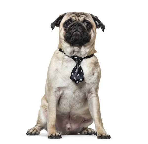 Pug vistiendo corbata sentado sobre fondo blanco —  Fotos de Stock