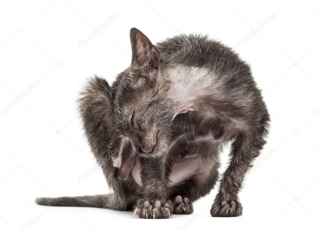 Kitten Lykoi cat, 3 months old, also called the Werewolf cat scr