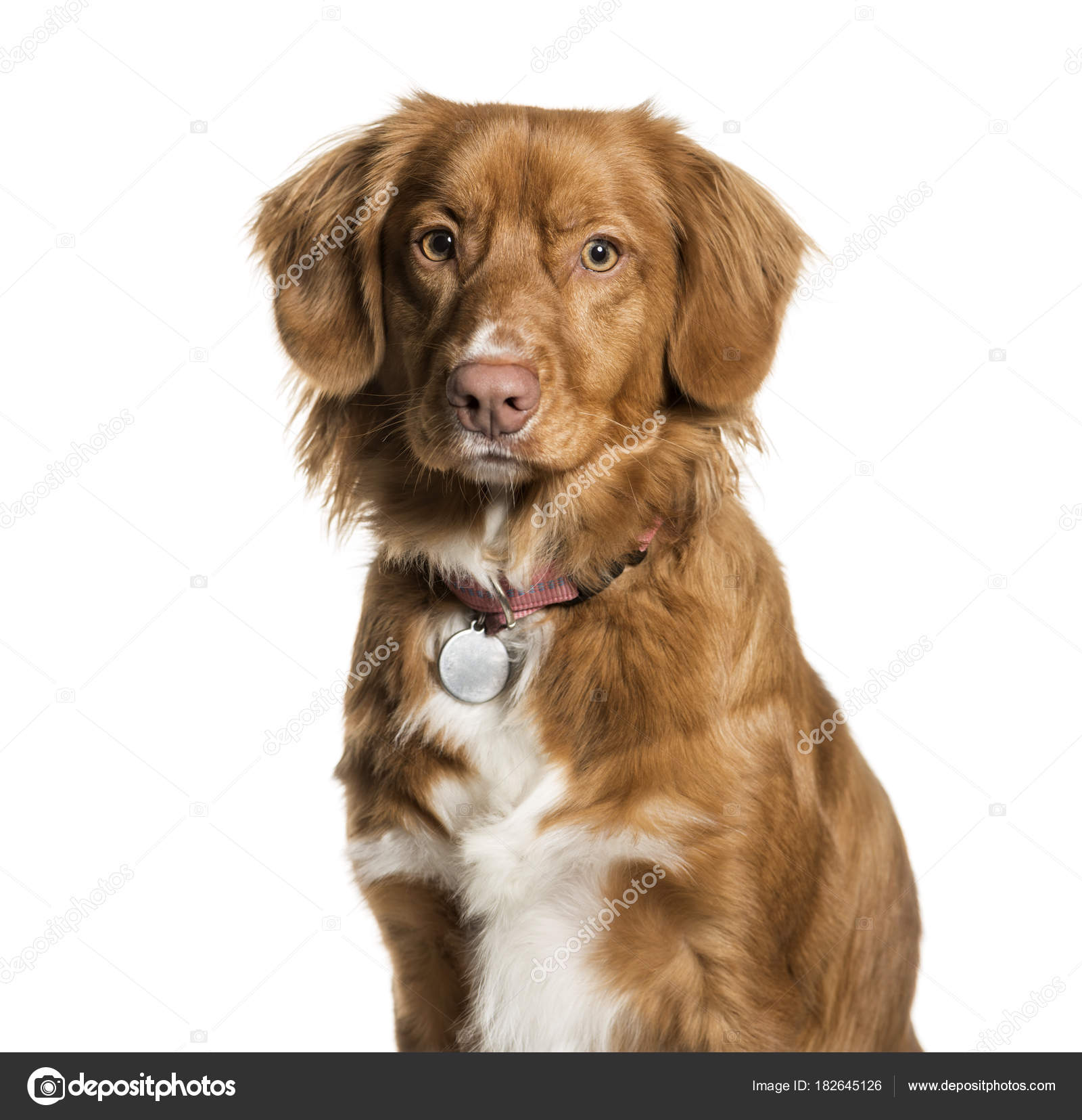 Golden Retriever Nova Toller Dog Price Nova Scotia Golden Retriever