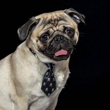 Siyah arka plan üzerinde nefes nefese kravat pug