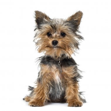 Beyaz arka plan üzerinde oturan yorkshire terrier yavrusu