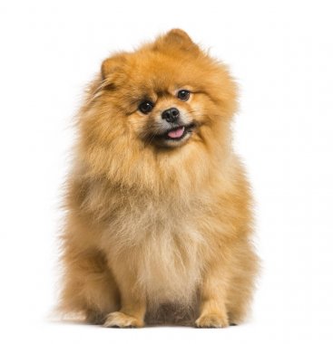 Beyaz arka plan üzerinde oturan spitz köpek