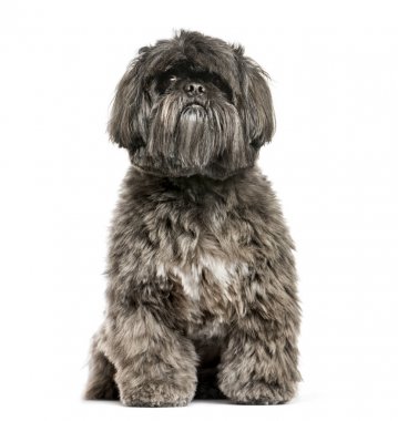 Shih Tzu beyaz arka plan üzerinde oturan