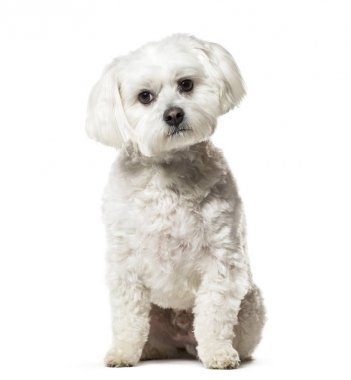Beyaz arka plan üzerinde oturan Malta köpeği