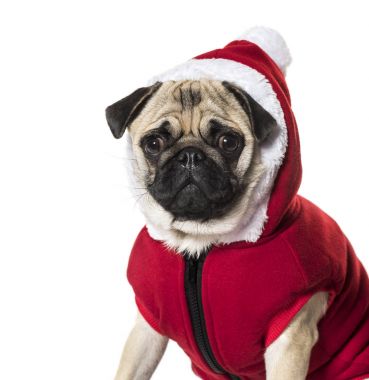 Beyaz arka plan karşı Noel Baba kıyafetli pug