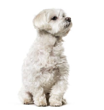 Beyaz arka plan üzerinde oturan Malta köpeği