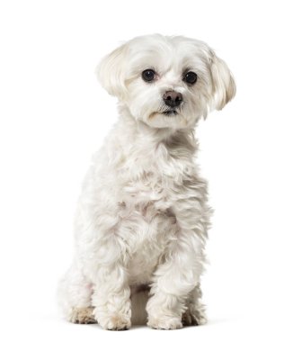 Beyaz arka plan üzerinde oturan Malta köpeği