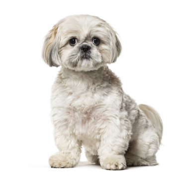 Shih Tzu beyaz arka plan üzerinde oturan