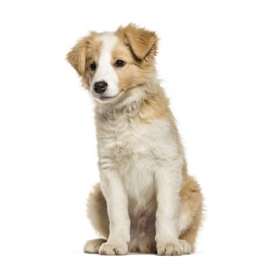 Beyaz arka plan üzerinde oturan kenar kömür ocağı köpek yavrusu