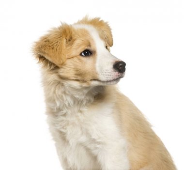Kenar kömür ocağı köpek uzakta beyaz arka planı arıyorum