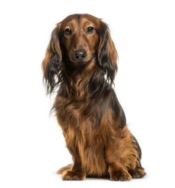 Beyaz arka plan üzerinde oturan dachshund