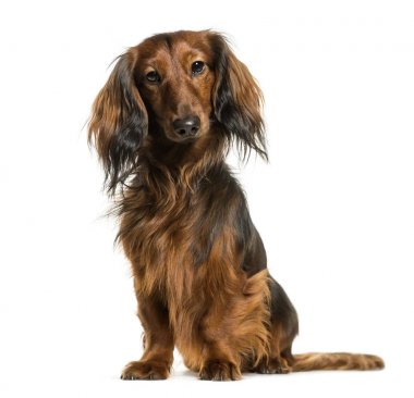 Beyaz arka plan üzerinde oturan dachshund