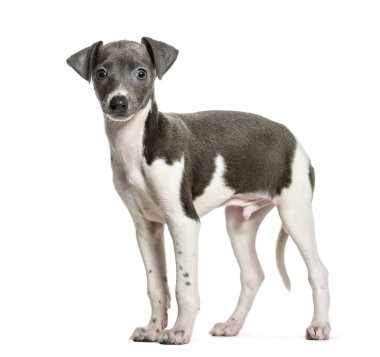 İtalyan Greyhound köpek yavrusu ayakta beyaz bir arka plana dayanır