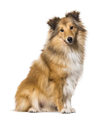 Shetland Çoban Köpeği beyaz arka planda oturuyor