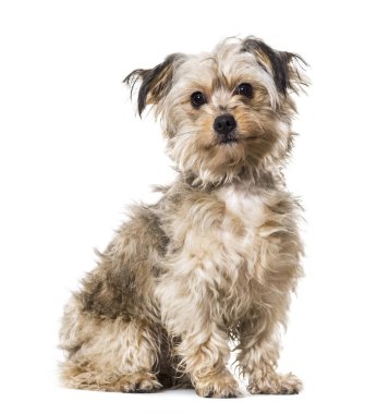 Beyaz arka plan üzerinde oturan karışık-breed köpek
