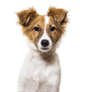 Beyaz arka plan karşı karışık-breed köpek