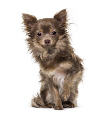 Beyaz arka plan üzerinde oturan karışık doğurmak köpek