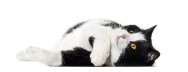 Beyaz arka plan karşı tarafında yalan karışık cins kedi